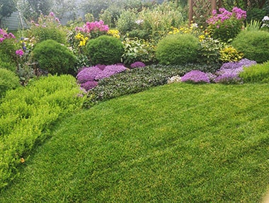 Какой газон лучше: рулонный или посевной?